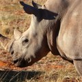 Užas u zoo vrtu: Ženka nosoroga ubila jednog čuvara, drugog povredila