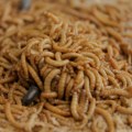 Farma crva isplativija od soje? Budućnost je u uzgajanju insekata kao domaćih životinja