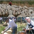 (Foto) u Senti se okupili uzgajivači ovaca; Traži se čoban više; Evo koliko možete zaraditi čuvajući ovce