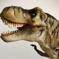 Tiranosaurus a adolescent: Šta je pokazalo otkriće velike kosti u pustinji /foto/