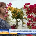 Leskovačka porodica ima bogumile u 50 boja VIDEO