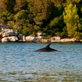 Užasna scena u Jadranskom moru: Šetao je pored plaže, kada je pogledao između stena od prizora mu je pozlilo