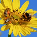 Ministarstvo upozorava - ugrožene pčele: Ovo su pravila za primenu pesticida tokom cvetanja poljoprivrednih kultura