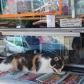 Priča koja će vam popraviti dan: Kako je jedna mačka pretvorila običan kiosk u najtoplije mesto u Vranju