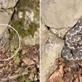 "Nismo smeli da se pomerimo": Uplašila se kada je ugledala najotrovniju zmiju u regionu ispred kuće (foto)
