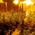 Otkrivena laboratorija marihuane: Četiri osobe uhapšene: U Beogradu prodavali heroin, u Prokuplju uzgajali kanabis