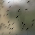 Oglasio se batut posle najezde komaraca Otkrili su da li ima zaraženih od groznice Zapadnog Nila