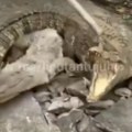Čuli zvuk iz trotoara, nisu mogli da veruju šta su pronašli Iz rupe izašla tri aligatora (video)