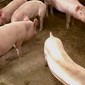 Afrička kuga nanela veliku štetu: Proizvođa tvrde da će svinjsko meso sigurno poskupeti