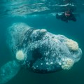 Fotograf uslikao izbliza oko grbavog kita i zapanjio svet: "Plavi pogled" koji oduzima dah