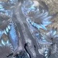 Niko ih nije video više od 300 godina, a onda su se pojavile i zbog njih je hitno ispražnjena cela plaža: Nikako ih ne…