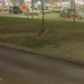 (Видео) Дивља звер лута улицама Новог Сада! Изгледала дезоријентисано, стигло упозорење: "Не прилазите им!"