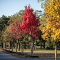 Prvi dan oktobra u znaku Miholjskog leta: Još malo uživamo u prijatnoj temperaturi, od ovog datuma stiže promena vremena