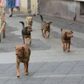 Dobrotvorna izložba u Novom Sadu: Šta povezuje pšenicu i psa kao omiljenog kućnog ljubimca