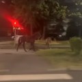 Devojka se kolima zakucala u konja na konjarniku: Nesvakidašnja saobraćajna nesreća u Beogradu (video)