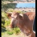Hit scena na putu do plaže: Batali GPS, pitaj kravu (VIDEO)