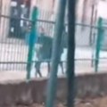 Divlja životinja zalutala u srpski grad: Snimili je kod vrtića, odmah reagovale stručne službe (video)