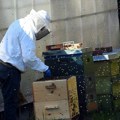 Niški startap pokazao kako veštačka inteligencija pomaže pčelarima