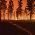 Veliki šumski požar u selu Koštunići Vatra zahvatila površinu veću od hektara, plamen gasili dobrovoljci i veliki broj…