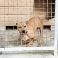 Psi napadaju prolaznike i umiru od gladi i žeđi: Ovo su osnovni uslovi za registraciju prihvatilišta za životinje, a evo na…