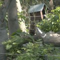 Neočekivana prinova u Beogradskom Zoo vrtu: Mladunče pripada vrsti koja je poznata po frizurama iz osamdesetih