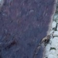 Pocrnela Vranjska reka: Do Eko pumpe fekalije, nizvodno hemija