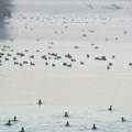 U Dunavu se pojavili škampi koji se smatraju invazivnom vrstom u ovoj reci populacija brojnih dunavskih vrsta ribe se prilično…