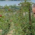 Aleksandra Krunić uzela kanticu i krenula da bere maline, a za samo nedelju dana treba da zaigra na Vimbldonu