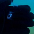 Vriska na Adi Ciganliji - "Mama, meduze!": Stručnjaci otkrili kako su stigle u Savsko jezero i da li su opasne (video)