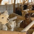 Egzotična farma u selu kraj Ćuprije: Umesto ovaca i svinja, Miroslav gaji alpake, lame, kamile...