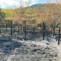 VAŠA PISMA! Vatra iznad Osmakove odnela objekte, borovu šumu, vinograde, voćnjake! Da li je ili, da li će Gradska uprava…