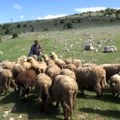 Za Staru planinu i njene gorštake ima života sve dok se čuje klopotar