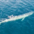 "Pobeda očuvanja": Plavi kitovi se vraćaju u svoje bezbedno tropsko utočište u Indijskom okeanu (foto/video)