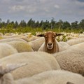 Grčka testira hiljade koza i ovaca na kozju kugu nakon izbijanja infekcije