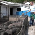 Goran iz Brezovica napravio uspešnu priču od Moravki i porodičnog rada (VIDEO)