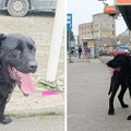 Strašne vesti stižu iz Šapca: Pas vezan lancem na mostu bez vode, desetine napuštenih životinja oko pijace!