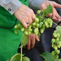 Dok kod nas završi u krigli, izdanci hmelja danas se cene i na tanjirima: Ljubitelji dobrog zalogaja spremni su da plate i 900…