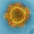 Otkriven novi koronavirus u istočnoj Africi: Uzbuna među naučnicima - ima "ključ" za ljudske ćelije