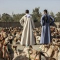 Zašto je gužva na najvećoj pijaci kamila na Bliskom istoku (FOTO)