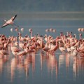 Igre prestola mogu da počnu: Pronađeno jaja drevnog flaminga