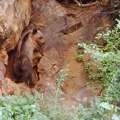 Mečići na putu: Čovek otkrio jazbinu medveda (foto)