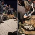 Uhvaćen ogromni lav koji je šetao ulicama! Pojavio se snimak kada su ga savladali - uspavali ga, pa ga vukli! (video)