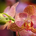 Orhideja nikada više neće venuti uz ovaj jednostavan trik Evo kako da cveta tokom cele godine (video)