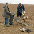 Masovno trovanje ptica se nastavlja: U vojvođanskom ataru pronađeni leševi zaštićenih vrsta, sumnja se na ovo