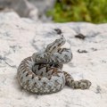 U Sloveniji umrla osoba koju je ujela opasna zmija otrovnica, a kod nas je na svakom koraku: Evo šta raditi ako vas napadne
