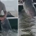 Peđa na Dunavu ulovio soma od 70 kg, ovo mu je 3. kapitalac: Najveći je imao čak 105 kg, otkrio koja je tajna