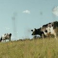 U Bosanskom Grahovu potvrđena pojava antraksa: Na imanju na kojem je identifikovana bolest uginulo ukupno 10 goveda