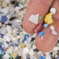 Mikroplastika u Dunavu i tkivu divljih svinja, ali „večne hemikalije“ nisu pronađene u hrani