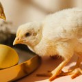 Danska će uništiti 150.000 pilića zbog epidemije ptičijeg gripa H5N1