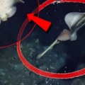 Neverovatno otkriće u dubinama okeana Misteriozno stvorenje snimljeno na dnu mora - snimak izaziva jezu! (video)